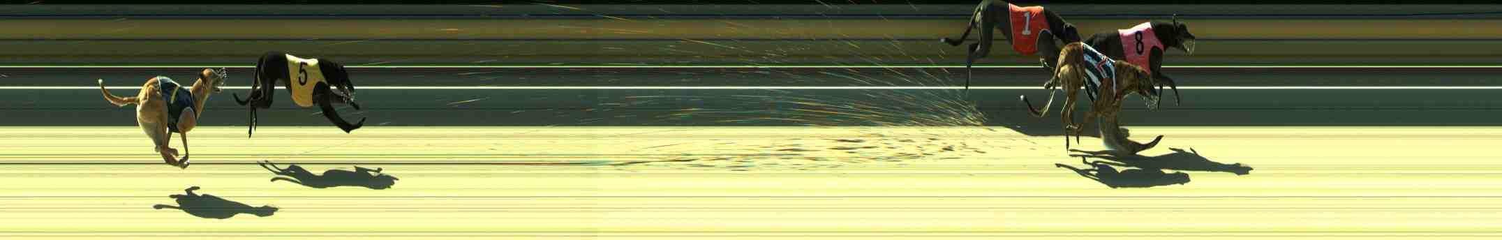 Photo finish for Sale Race 11