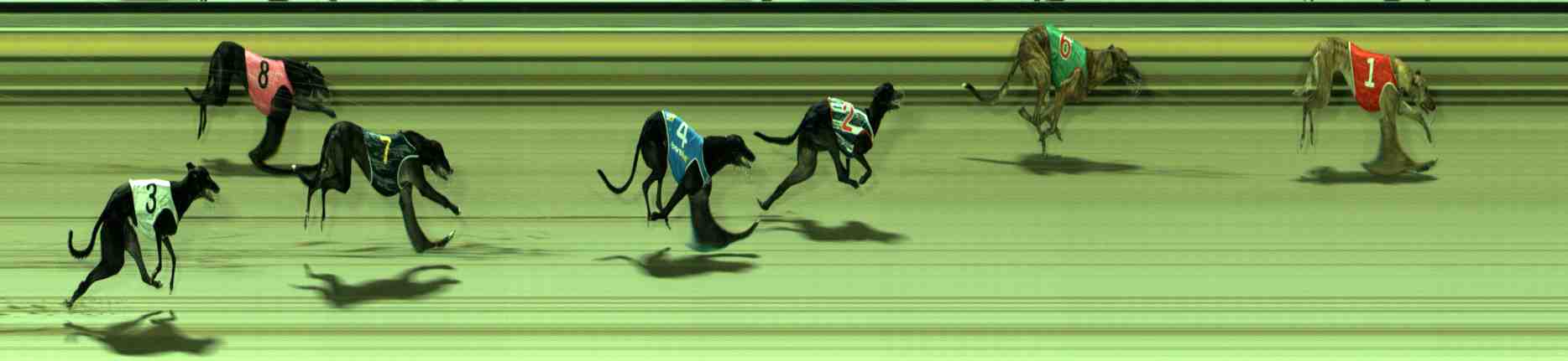 Photo finish for Sale Race 5
