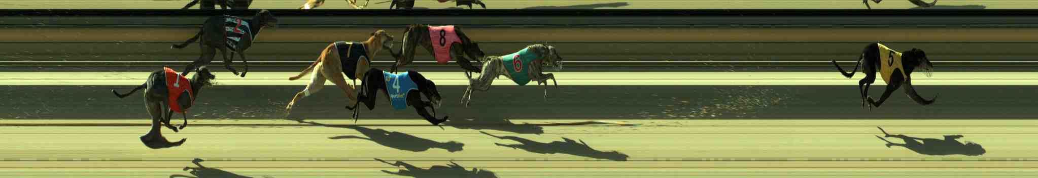 Photo finish for Sale Race 11