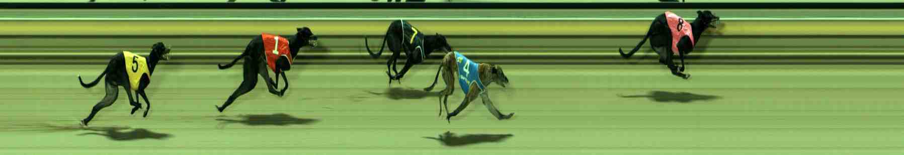 Photo finish for Sale Race 11
