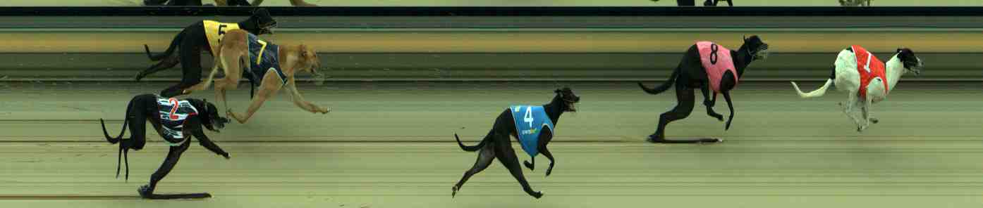 Photo finish for Sale Race 1