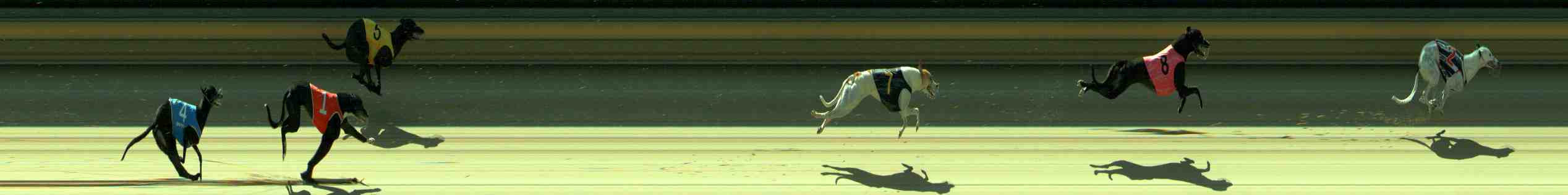 Photo finish for Sale Race 4