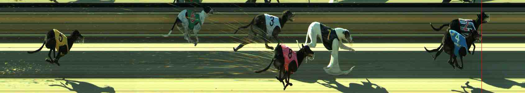 Photo finish for Sale Race 12