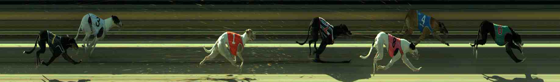 Photo finish for Sale Race 10