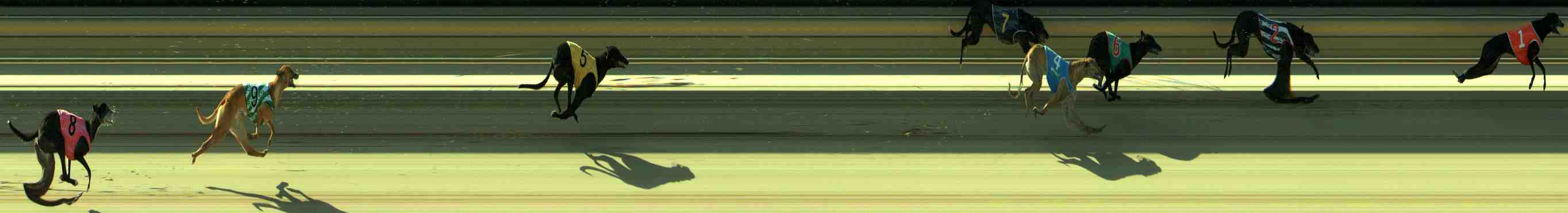 Photo finish for Sale Race 3