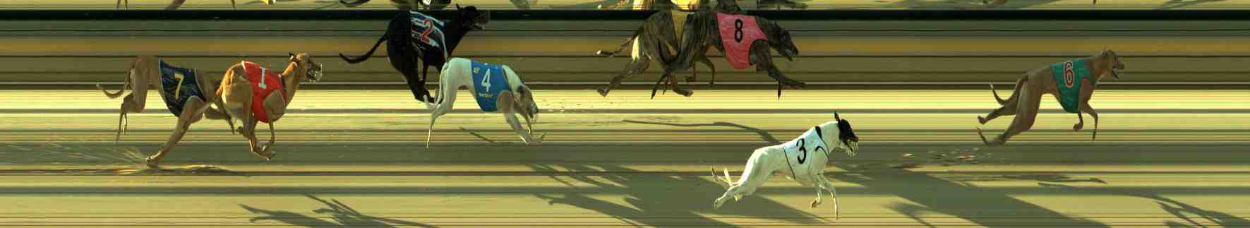 Photo finish for Sale Race 7