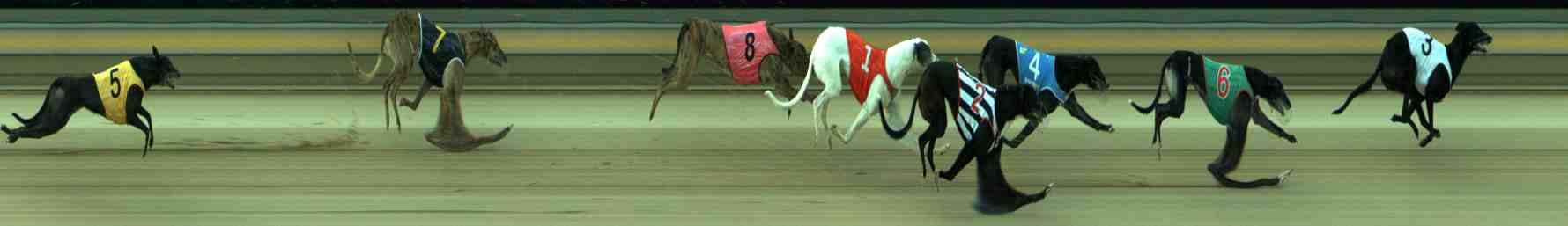 Photo finish for Sale Race 8