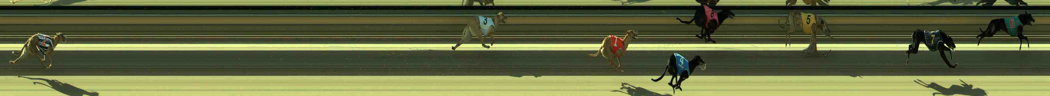 Photo finish for Sale Race 11