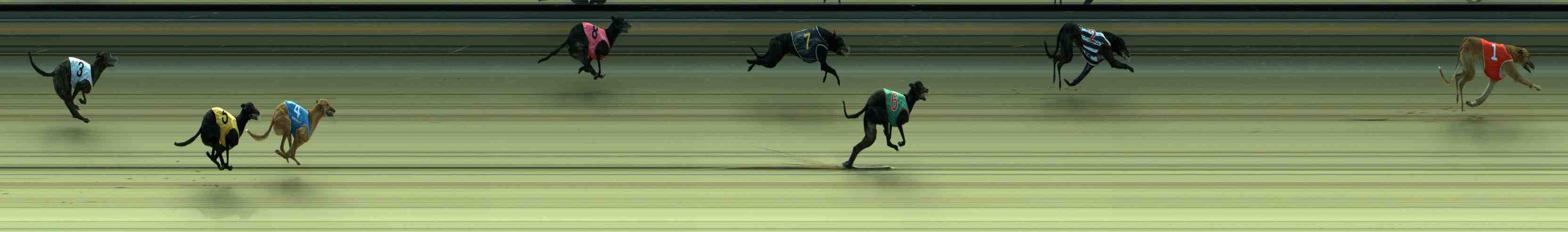 Photo finish for Sale Race 1