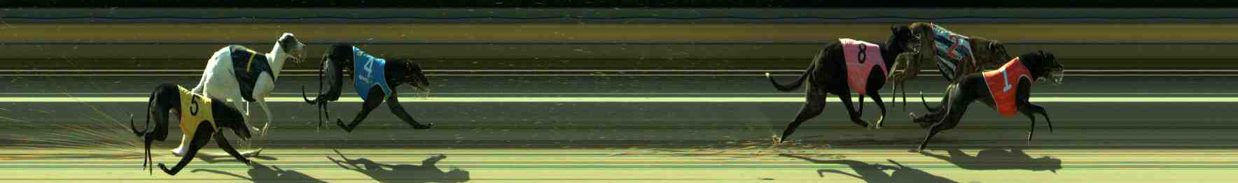 Photo finish for Sale Race 9