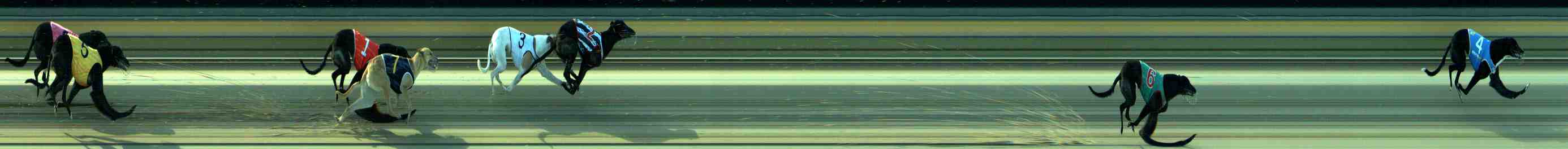 Photo finish for Sale Race 12
