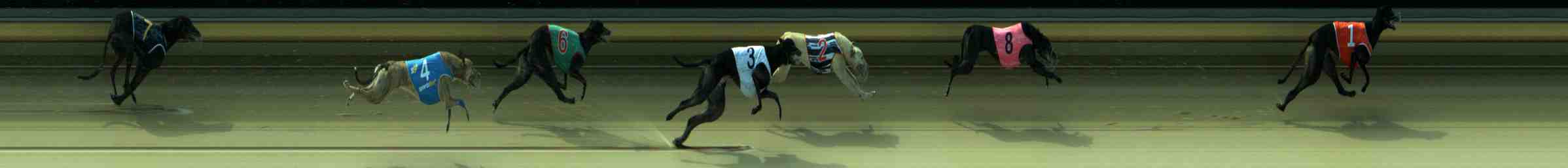 Photo finish for Sale Race 10