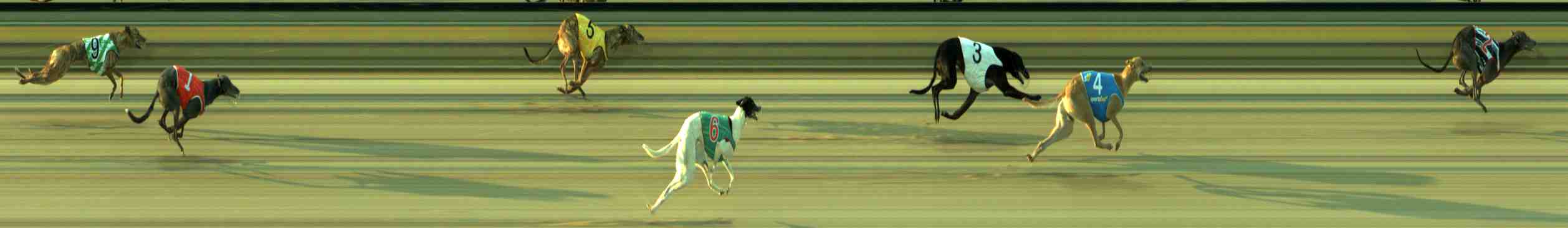 Photo finish for Sale Race 1
