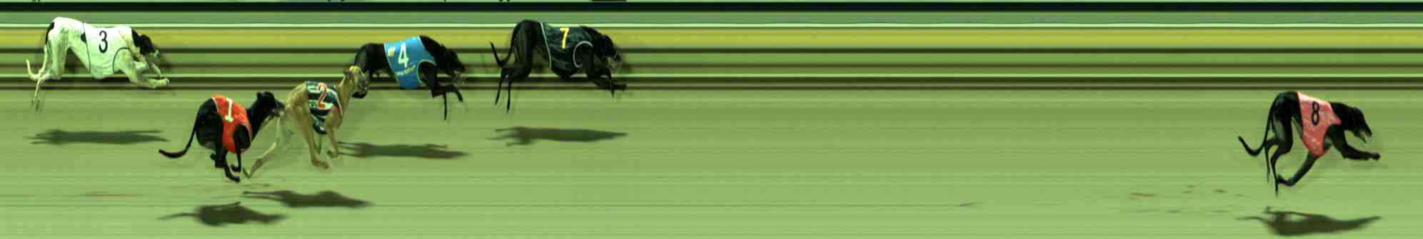 Photo finish for Sale Race 12