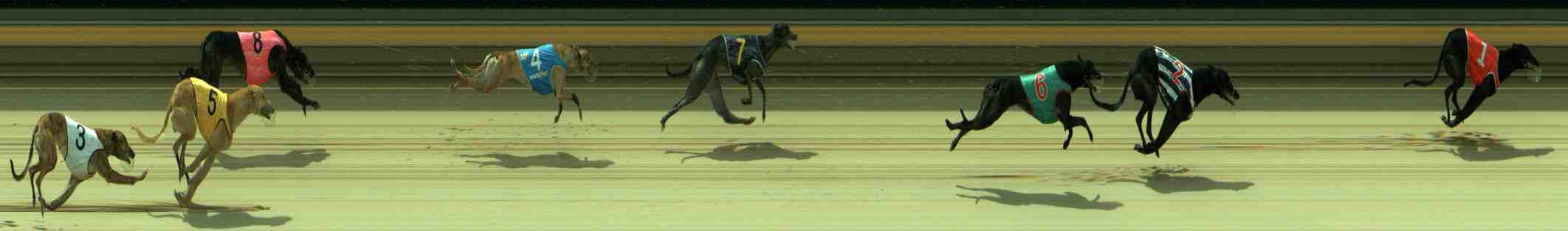 Photo finish for Sale Race 6