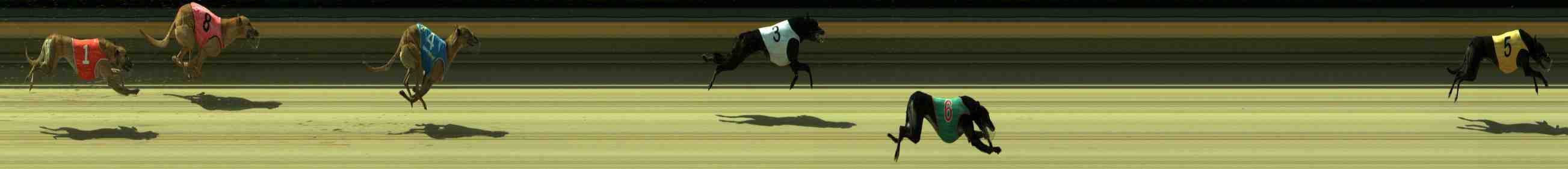 Photo finish for Sale Race 9