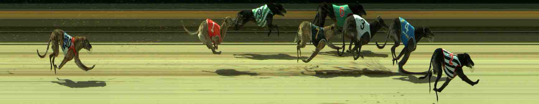 Photo finish for Sale Race 11