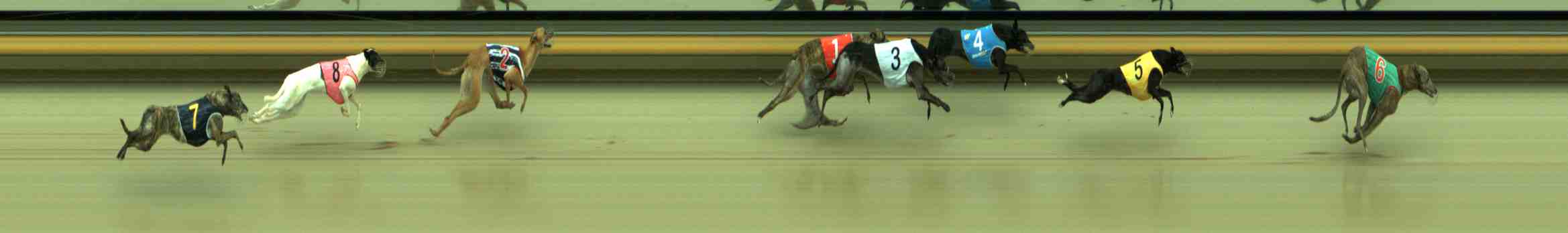 Photo finish for Sale Race 1