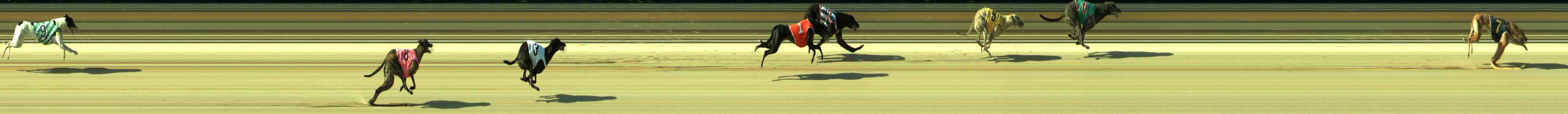 Photo finish for Sale Race 10