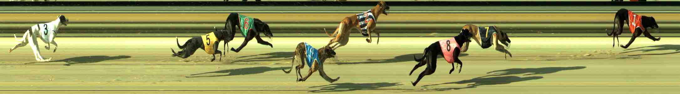 Photo finish for Sale Race 2