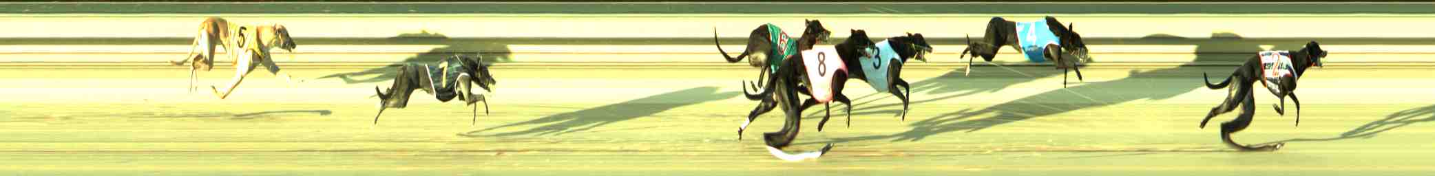 Photo finish for Sale Race 4