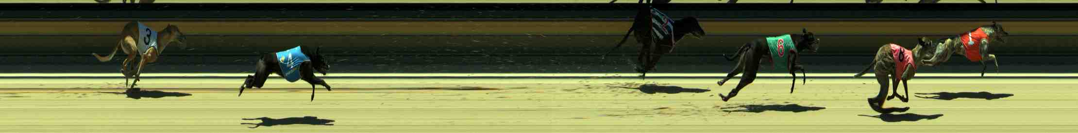 Photo finish for Sale Race 9