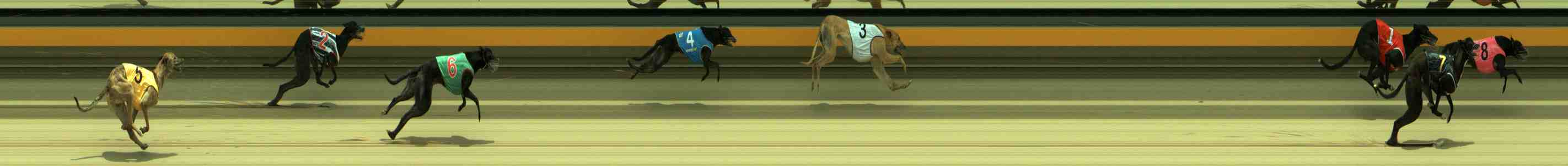 Photo finish for Sale Race 5