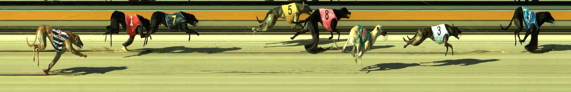 Photo finish for Sale Race 1