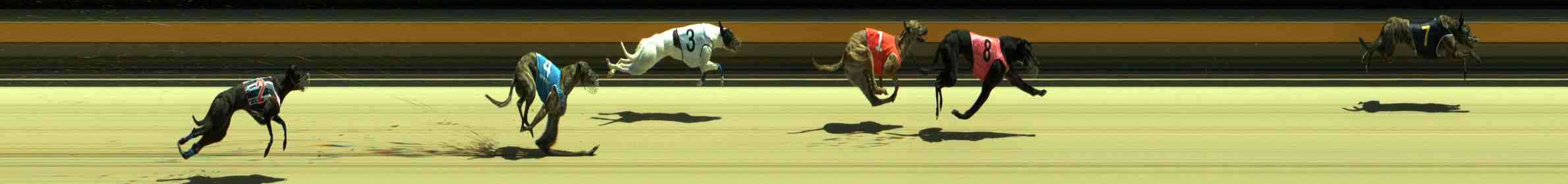 Photo finish for Sale Race 2