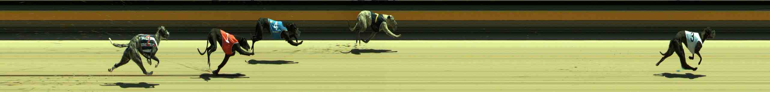 Photo finish for Sale Race 3