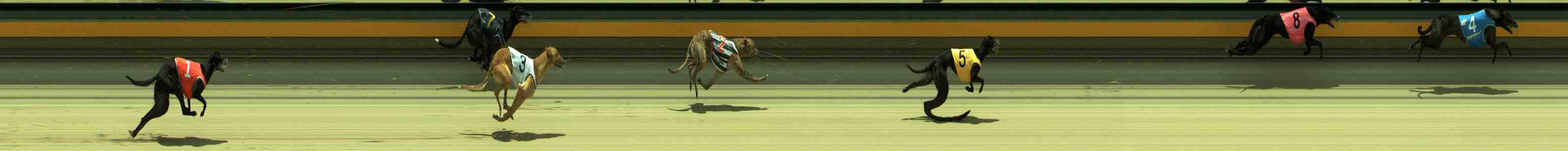 Photo finish for Sale Race 8