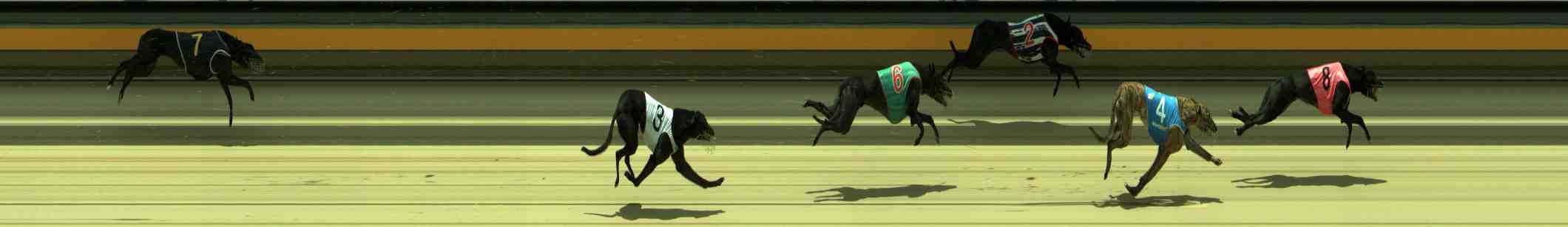 Photo finish for Sale Race 9