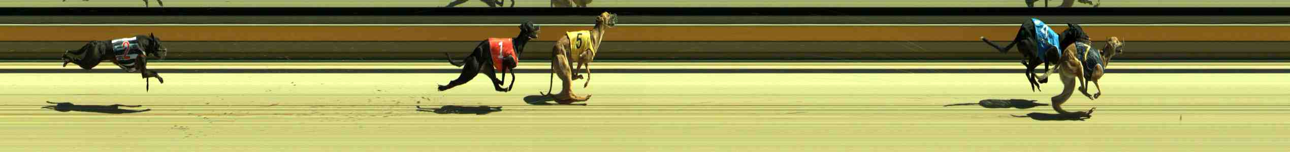 Photo finish for Sale Race 2