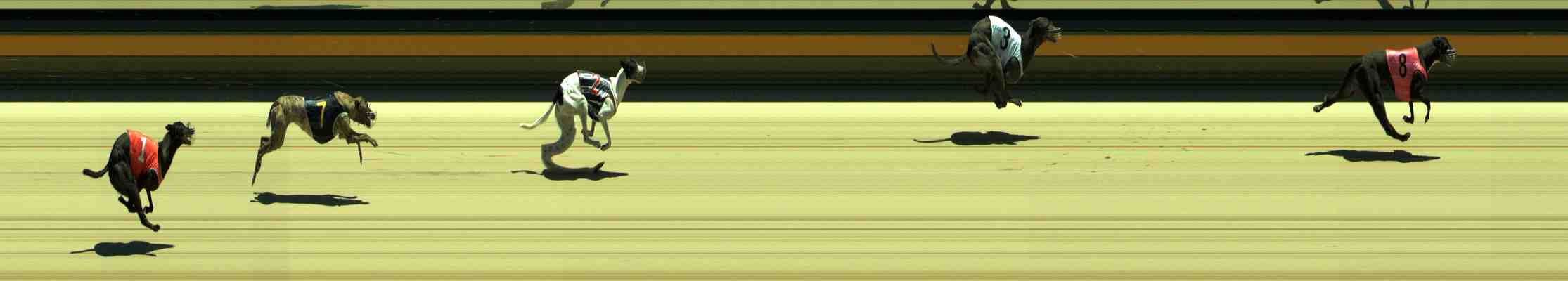 Photo finish for Sale Race 9