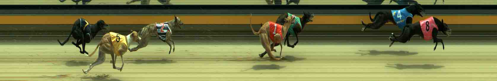 Photo finish for Sale Race 2