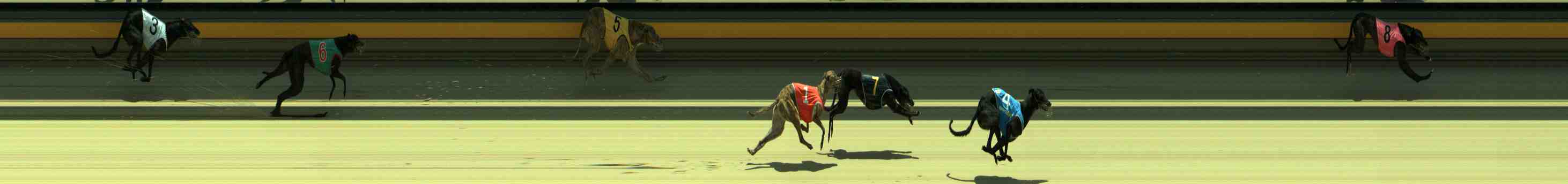 Photo finish for Sale Race 5