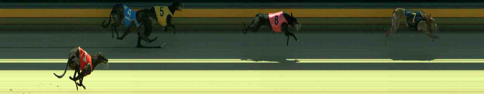 Photo finish for Sale Race 5