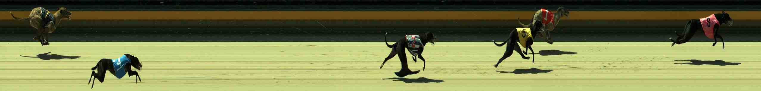 Photo finish for Sale Race 10