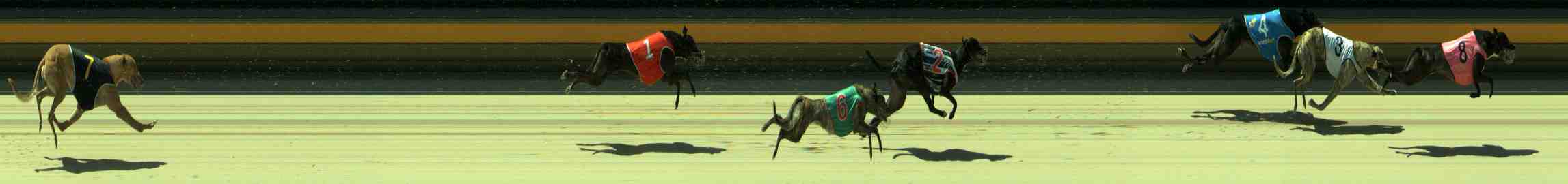 Photo finish for Sale Race 11