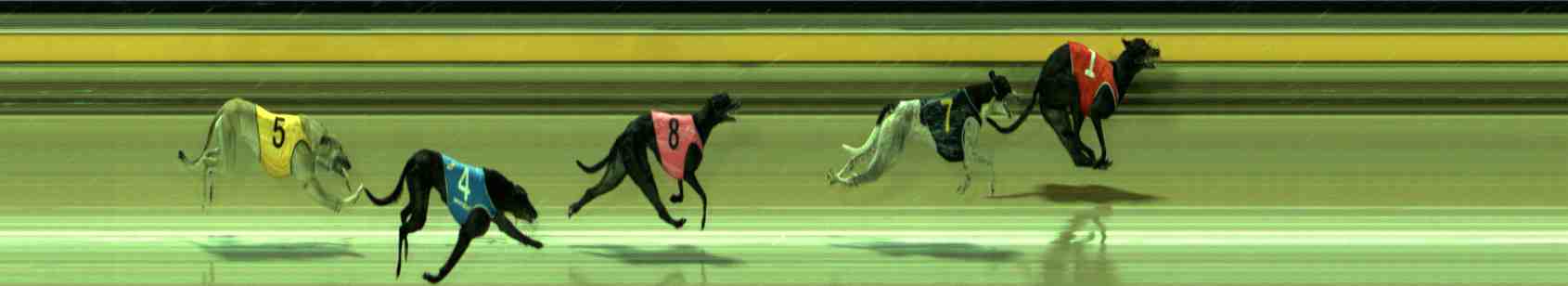 Photo finish for Sale Race 12