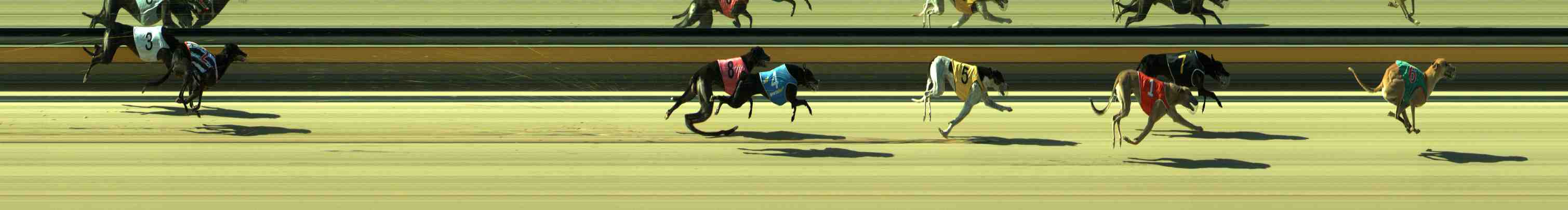 Photo finish for Sale Race 8