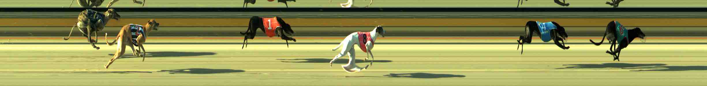 Photo finish for Sale Race 11