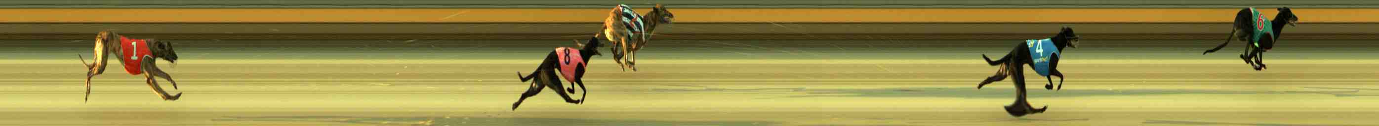 Photo finish for Sale Race 1