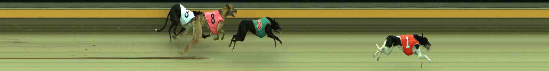 Photo finish for Sale Race 11