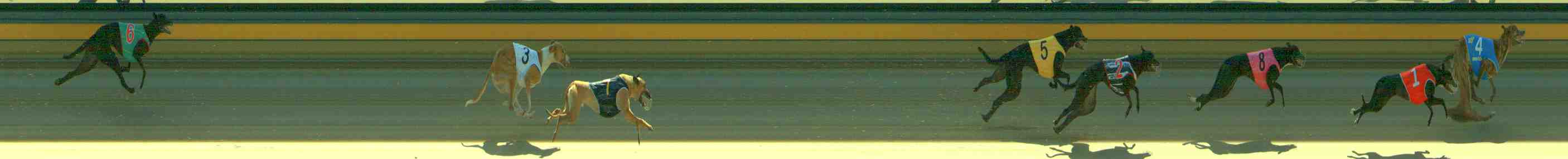 Photo finish for Sale Race 1