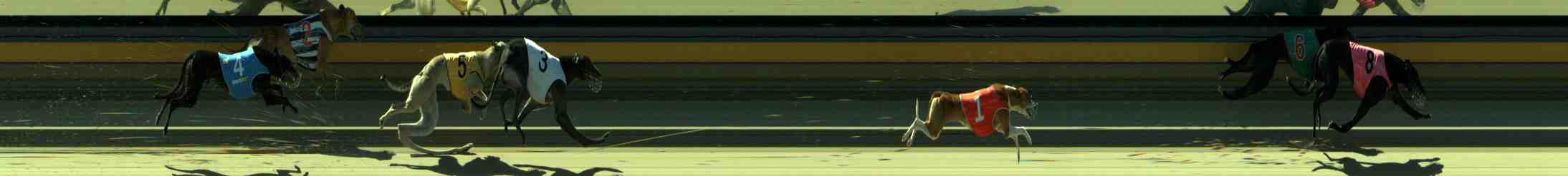Photo finish for Sale Race 8