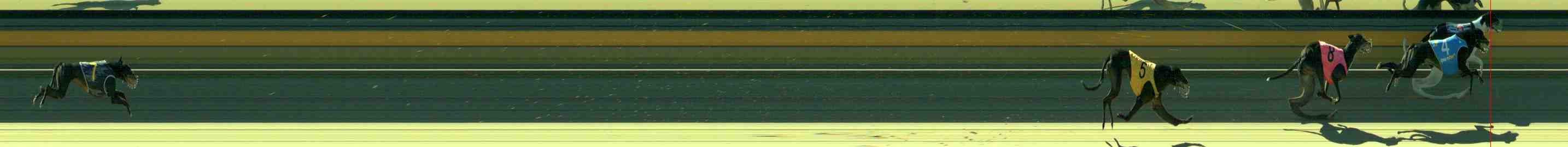 Photo finish for Sale Race 10