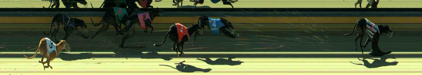 Photo finish for Sale Race 6