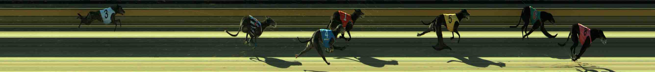 Photo finish for Sale Race 12