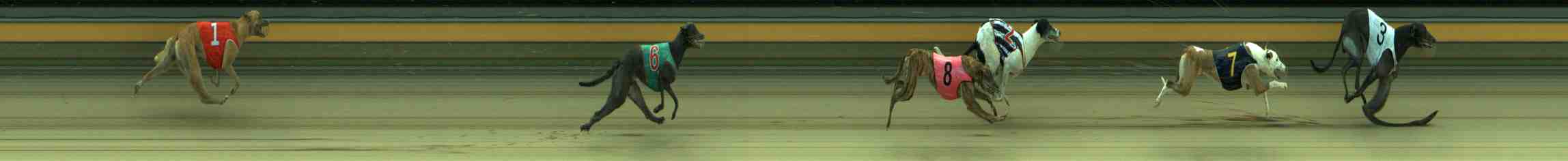 Photo finish for Sale Race 5
